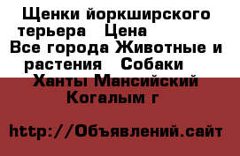 Щенки йоркширского терьера › Цена ­ 20 000 - Все города Животные и растения » Собаки   . Ханты-Мансийский,Когалым г.